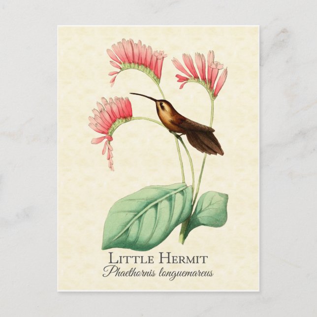 Little Hermit Hummingbird Art Postcard Vykort (Framsida)