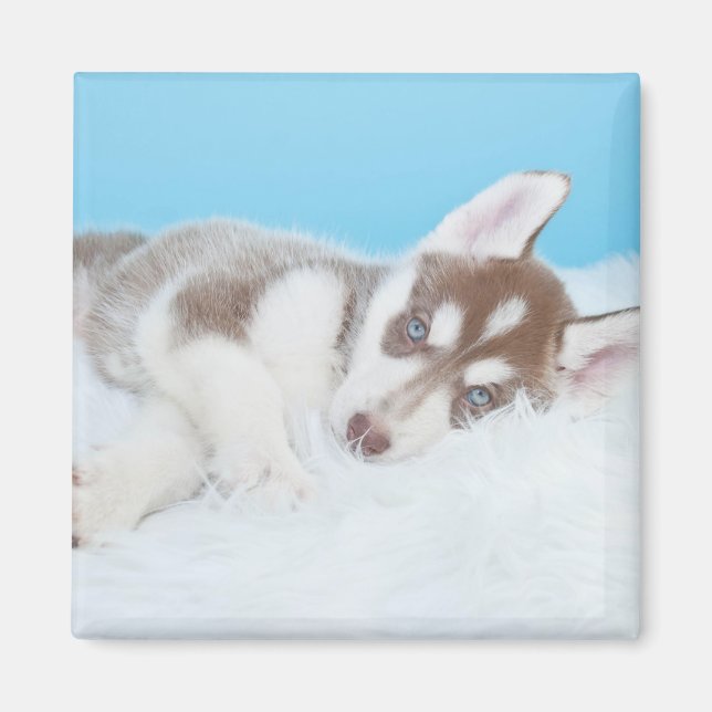 Little Husky Puppy Layed på en Blanket Magnet (Framsidan)
