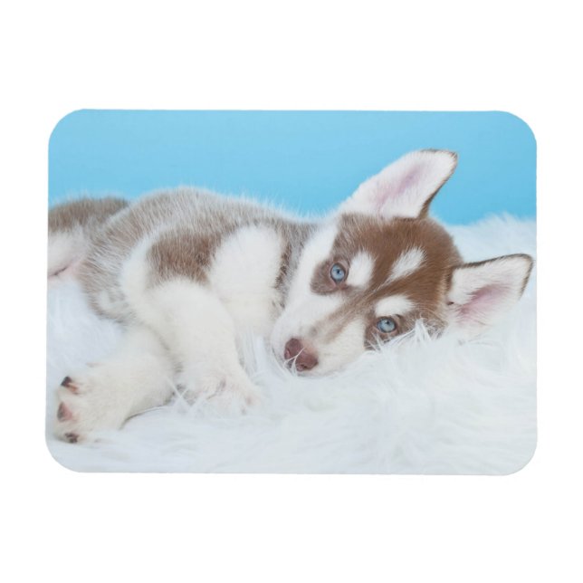 Little Husky Puppy Layed på en Blanket Magnet (Horisontell)