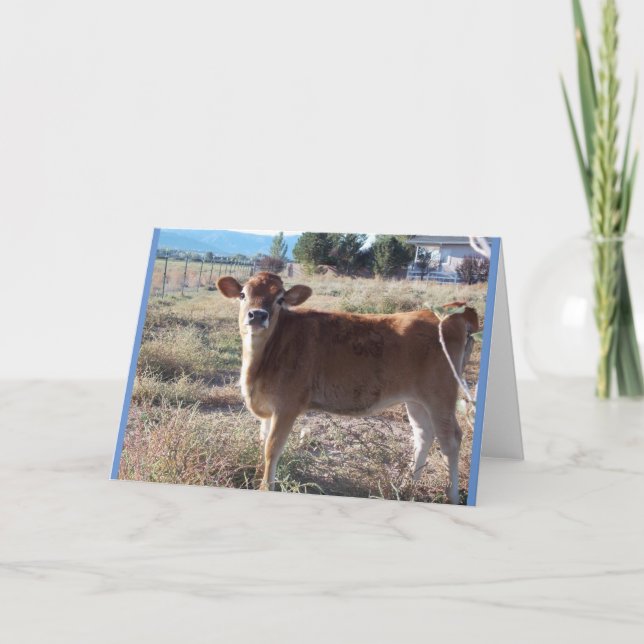 Little Jersey Cow Greeting Card Kort (Framsida)