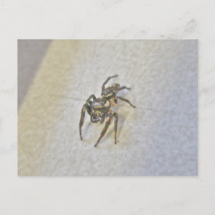Little Jumping Spider-vykort Vykort