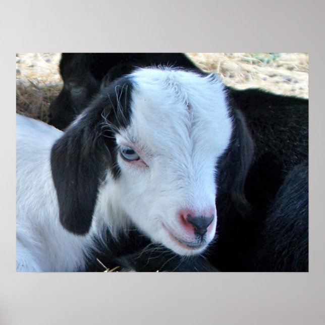 Little Kid Ansikte Poster (Framsidan)