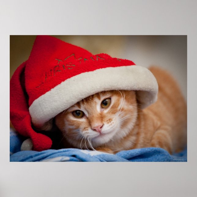 Little Kitten i Red jul Hat Poster (Framsidan)
