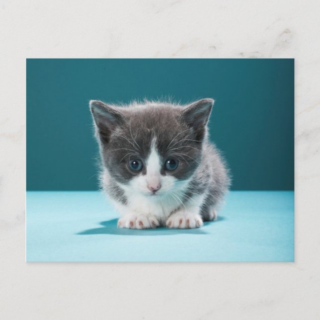 Little Kitten Vykort (Framsida)