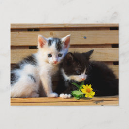 Little Kittens Flower Vykort