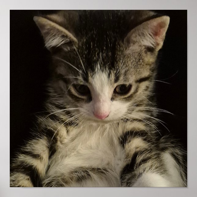 Little kitty poster (Framsidan)