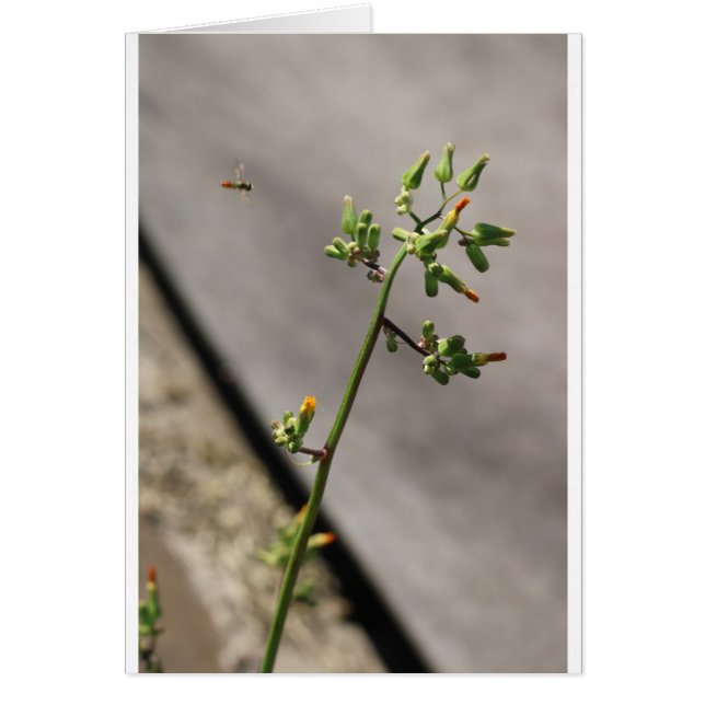 Little Kryp, Little Flower Hälsningskort (Framsidan)