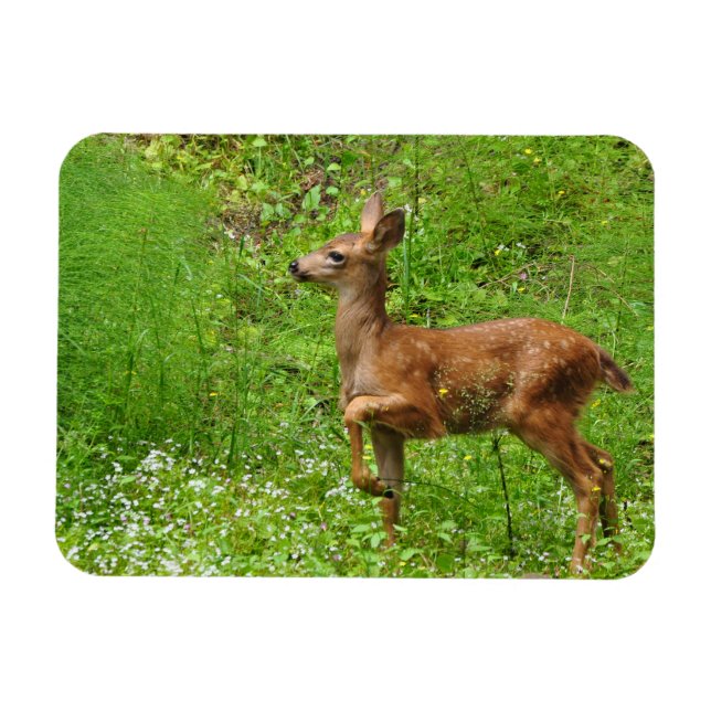 Little Kung/Queen of Fawns Magnet (Horisontell)