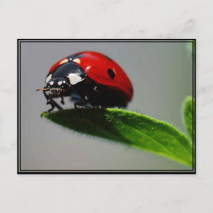 Little Ladybug Vykort
