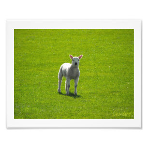 Little Lamb Fototryck