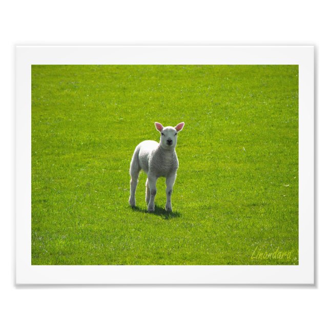 Little Lamb Fototryck (Framsidan)