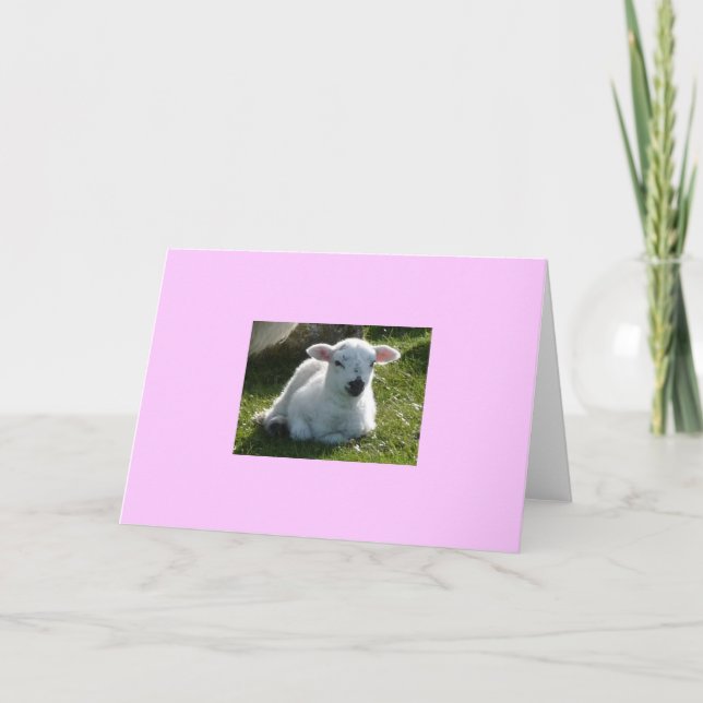 Little Lamb Kort (Framsida)