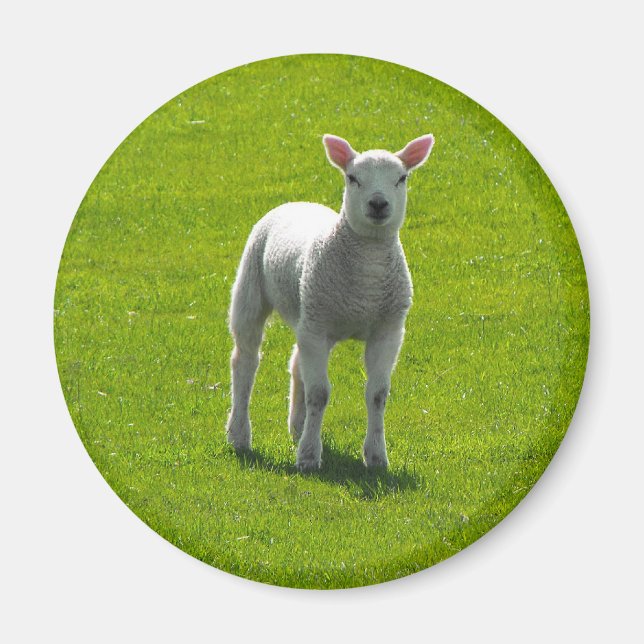 Little Lamb Magnet (Framsidan)