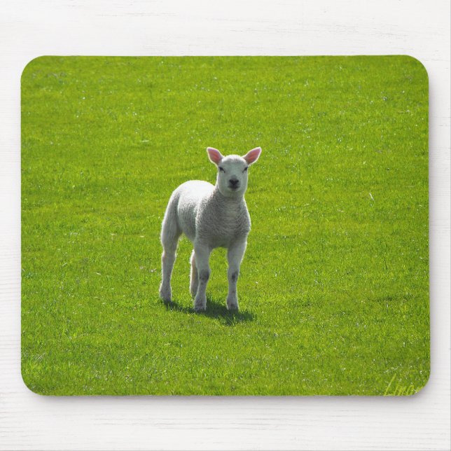 Little Lamb Musmatta (Framsidan)