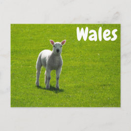 Little Lamb på Grönt Fält Wales Vykort
