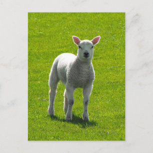 Little Lamb Vykort