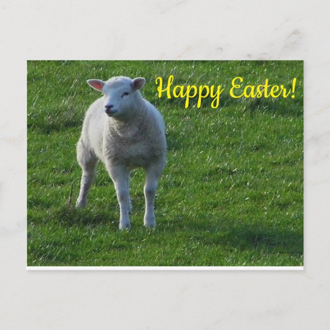 Little Lamb Vykort (Framsida)