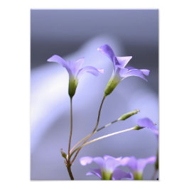 Little Lavender Flowers Fototryck