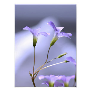 Little Lavender Flowers Fototryck
