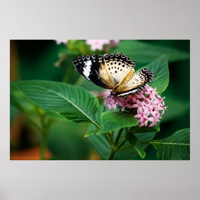 Little Leopard Vingar Skriv ut Poster (Framsidan)