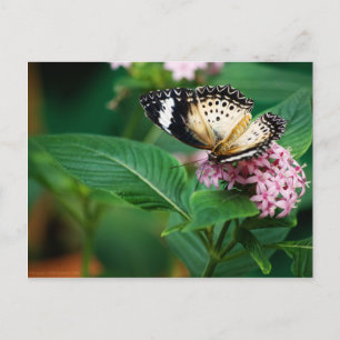Little Leopard Vingar vycard Vykort