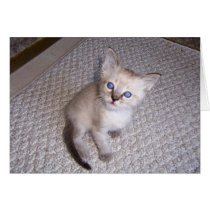 Little Louie Kitten Cat Hälsningskort