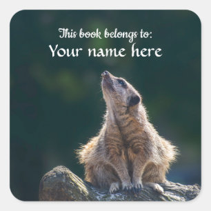 Little Meerkat "this bok tillhör to"-dekal Fyrkantigt Klistermärke