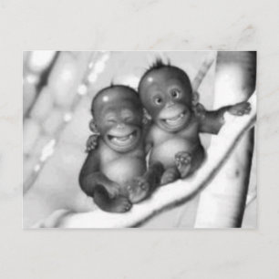 Little Monkey Vykort