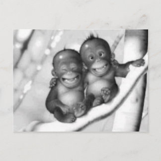 Little Monkey Vykort