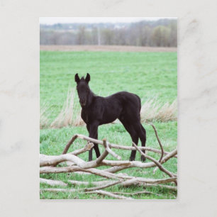 Little Mörk Colt Vykort