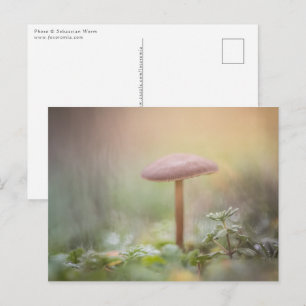 Little Mushroom Nature Photo Vykort