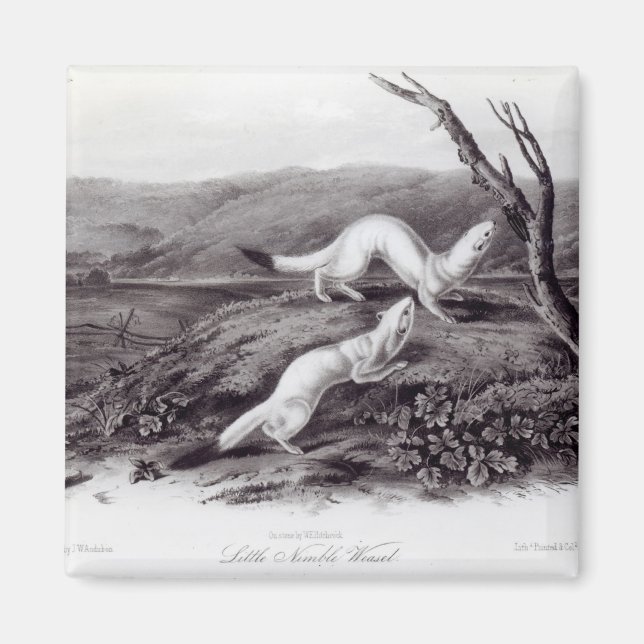 Little Nimble Weasel Magnet (Framsidan)