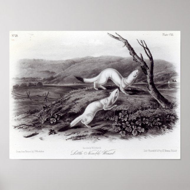 Little Nimble Weasel Poster (Framsidan)