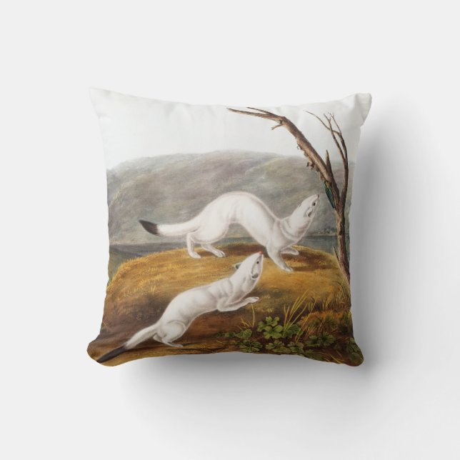 Little Nimble Weasel Putorius agilis Illustration Kudde (Framsida)