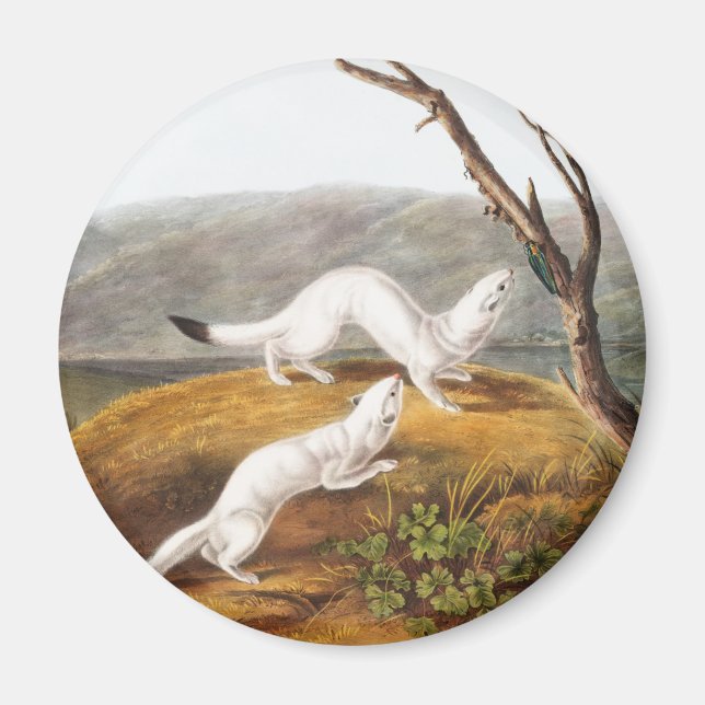 Little Nimble Weasel Putorius agilis Illustration Magnet (Framsidan)