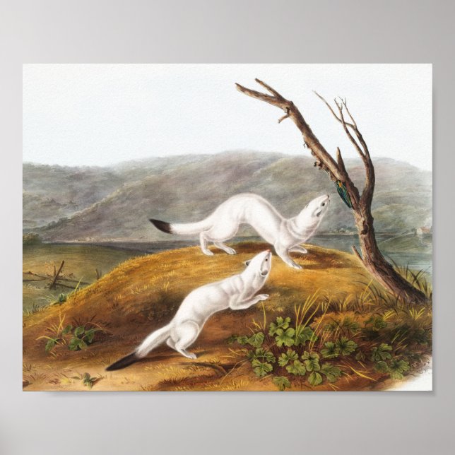 Little Nimble Weasel Putorius agilis Illustration Poster (Framsidan)