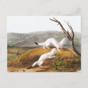 Little Nimble Weasel Putorius agilis Illustration Vykort