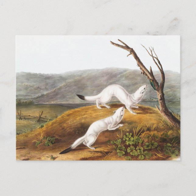 Little Nimble Weasel Putorius agilis Illustration Vykort (Framsida)