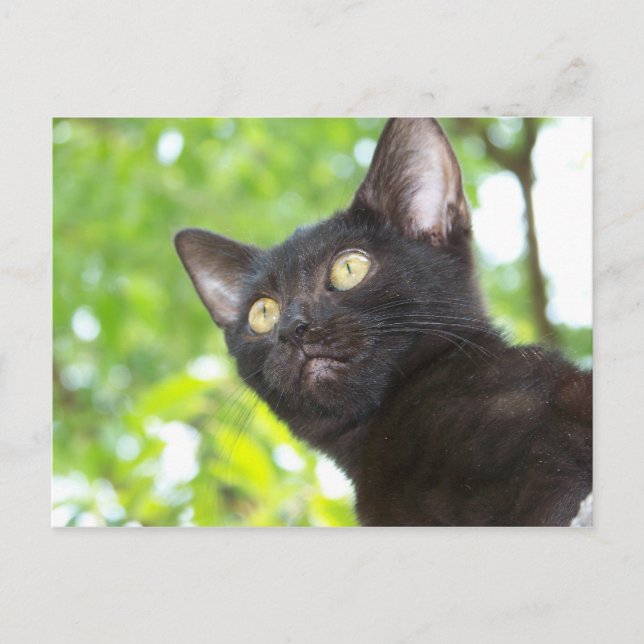 Little Nitt söker Vykort (Framsida)