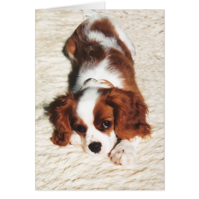 Little One Cavalier Kung Charles Spain Hälsningskort (Framsidan)