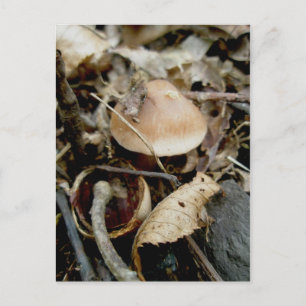 Little Orange Hat Postcard Vykort