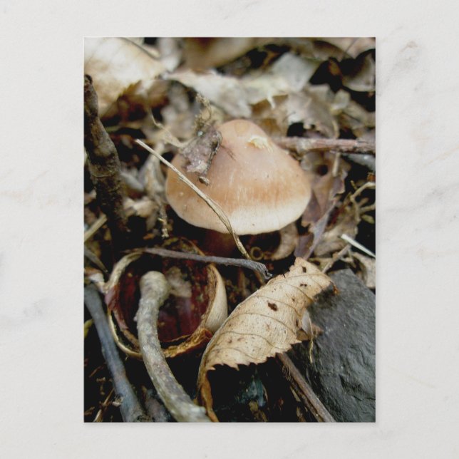 Little Orange Hat Postcard Vykort (Framsida)