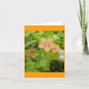 Little Orange Wildblomme Scarlet Pimpernel Helgkort