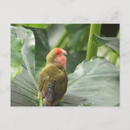Little Parrot Vykort