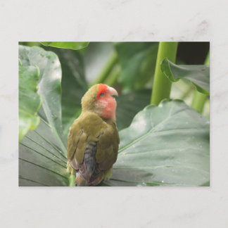 Little Parrot Vykort