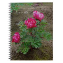 Little Peony Bush