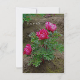 Little Peony Bush Anteckningskort
