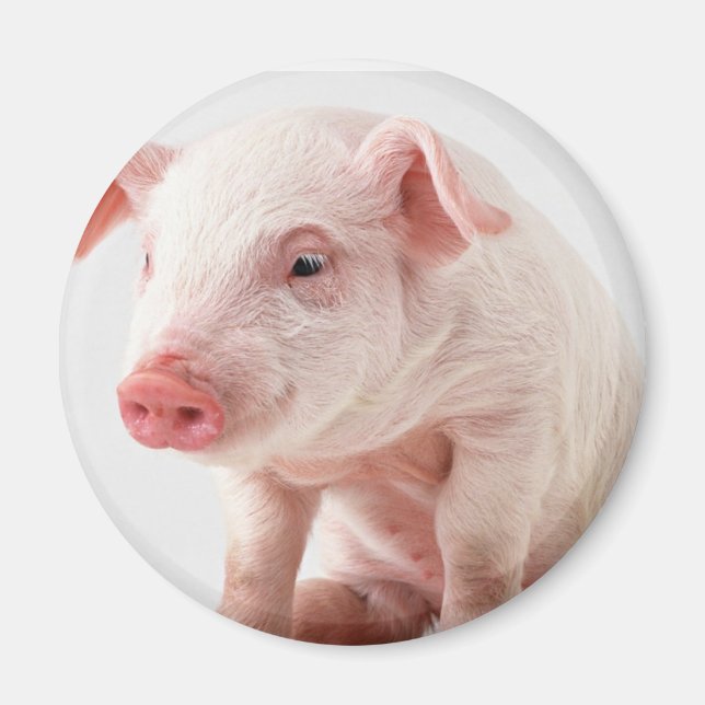 Little Pig Magnet (Framsidan)