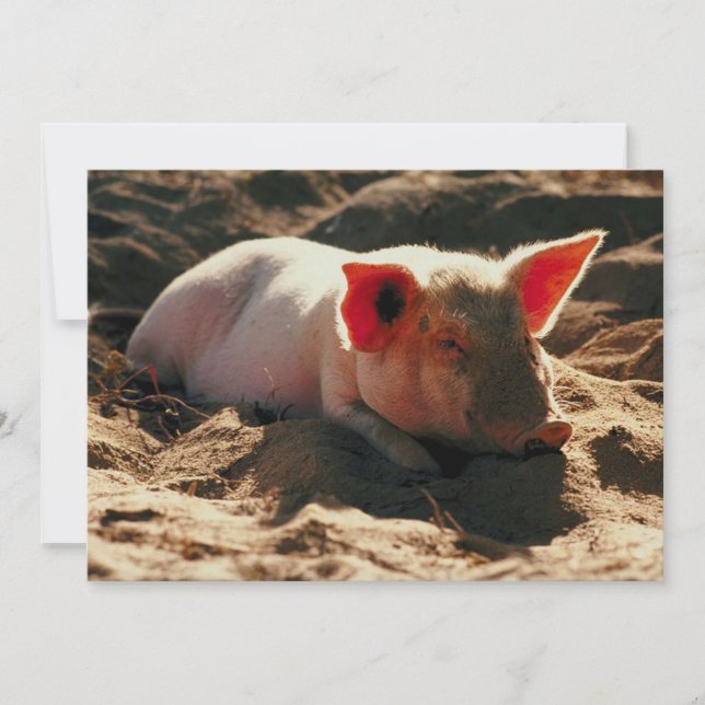 Little Piggy (Framsida)