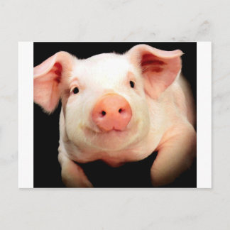 Little Piggy Vykort